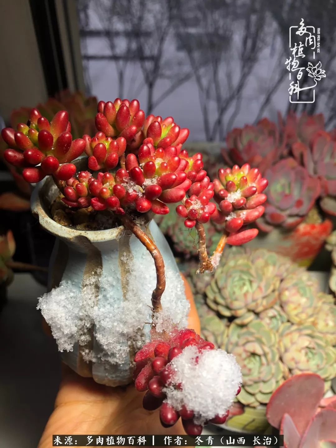 阳台养多肉徒长怎么办,阳台养多肉养殖方法和注意事项