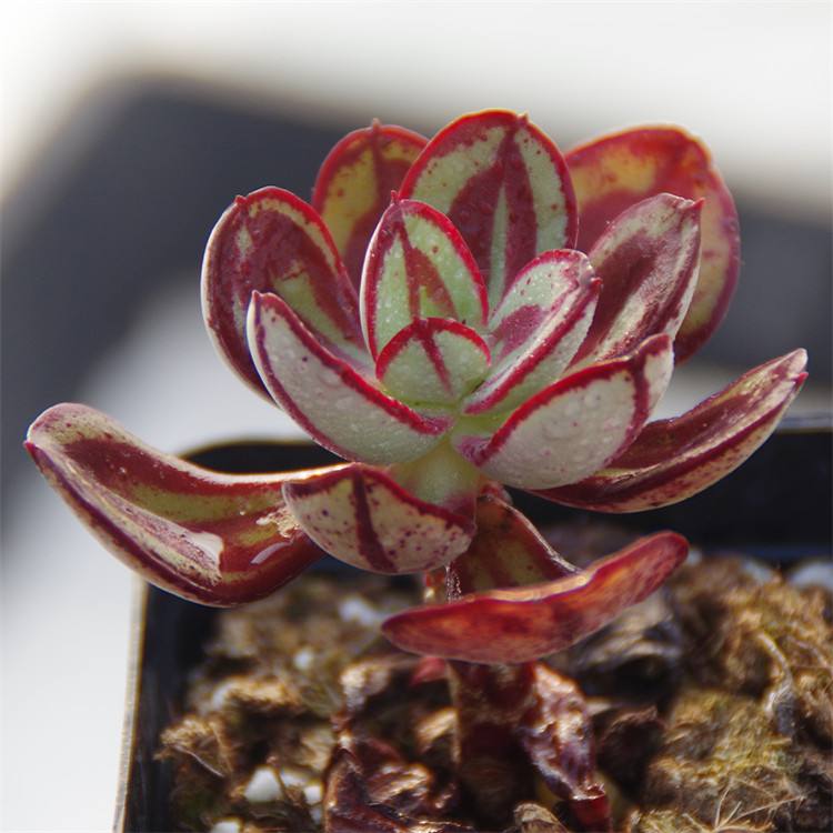 100种常见多肉植物图鉴收藏,1000种多肉植物图鉴及名字