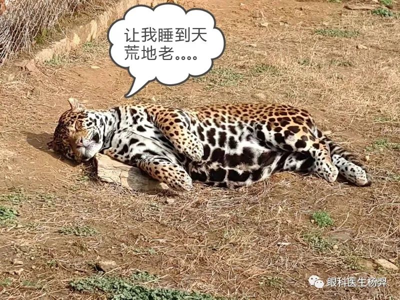 户外活动为什么能防控近视,户外活动防控近视背后的秘密