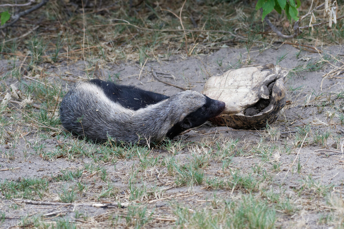 平头哥到底有多凶,现实中的平头哥长啥样