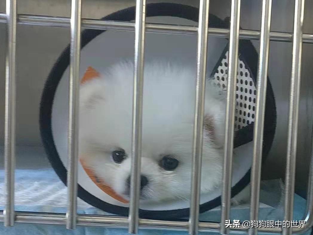 流浪狗治愈抑郁症,没想到自己竟然得了重度抑郁症