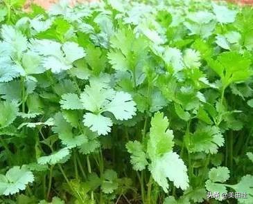 怎么样能纸上种菜,在家种菜可以做什么