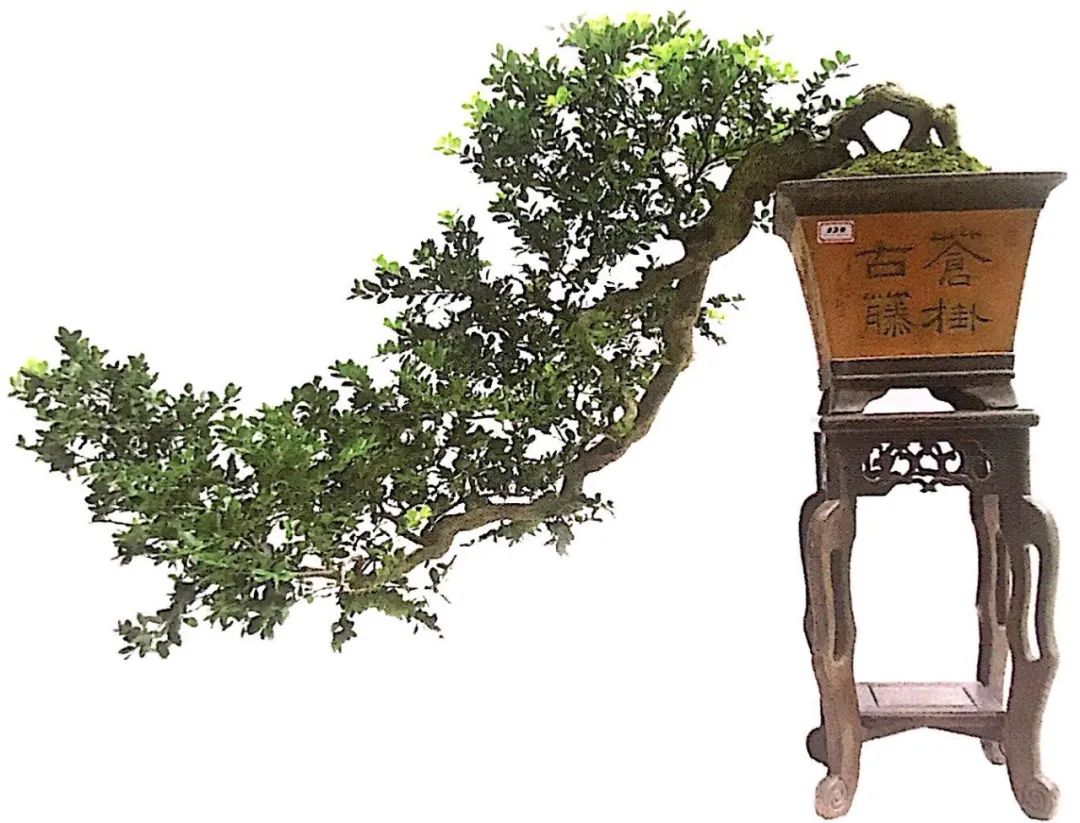 悬崖式老桩盆景,悬崖式盆景造型详解