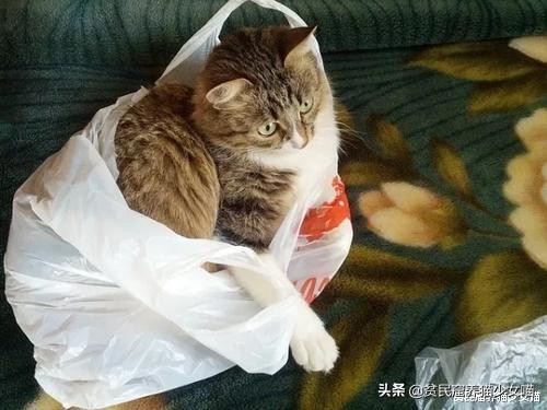 猫咪为什么超爱吃甜食呢,猫咪为什么爱吃肉