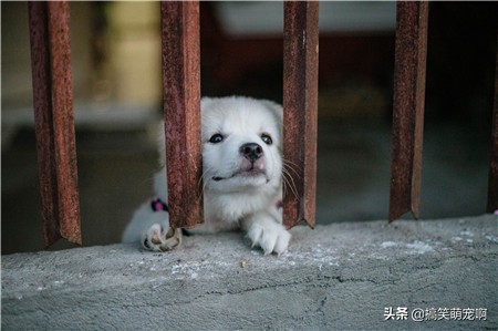 养宠物必备小知识必看,养宠物的必备指南