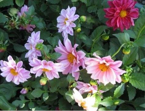 小丽花从种子到开花多长时间,不知道怎么养仙人球请注意这些