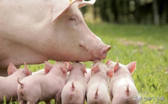 母猪产后怎么护理视频大全,母猪的产后护理应该注意什么事项