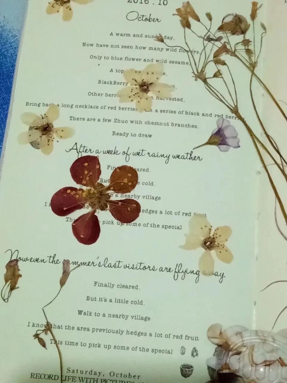 植物标本创意手工作品制作视频,植物标本手工创意