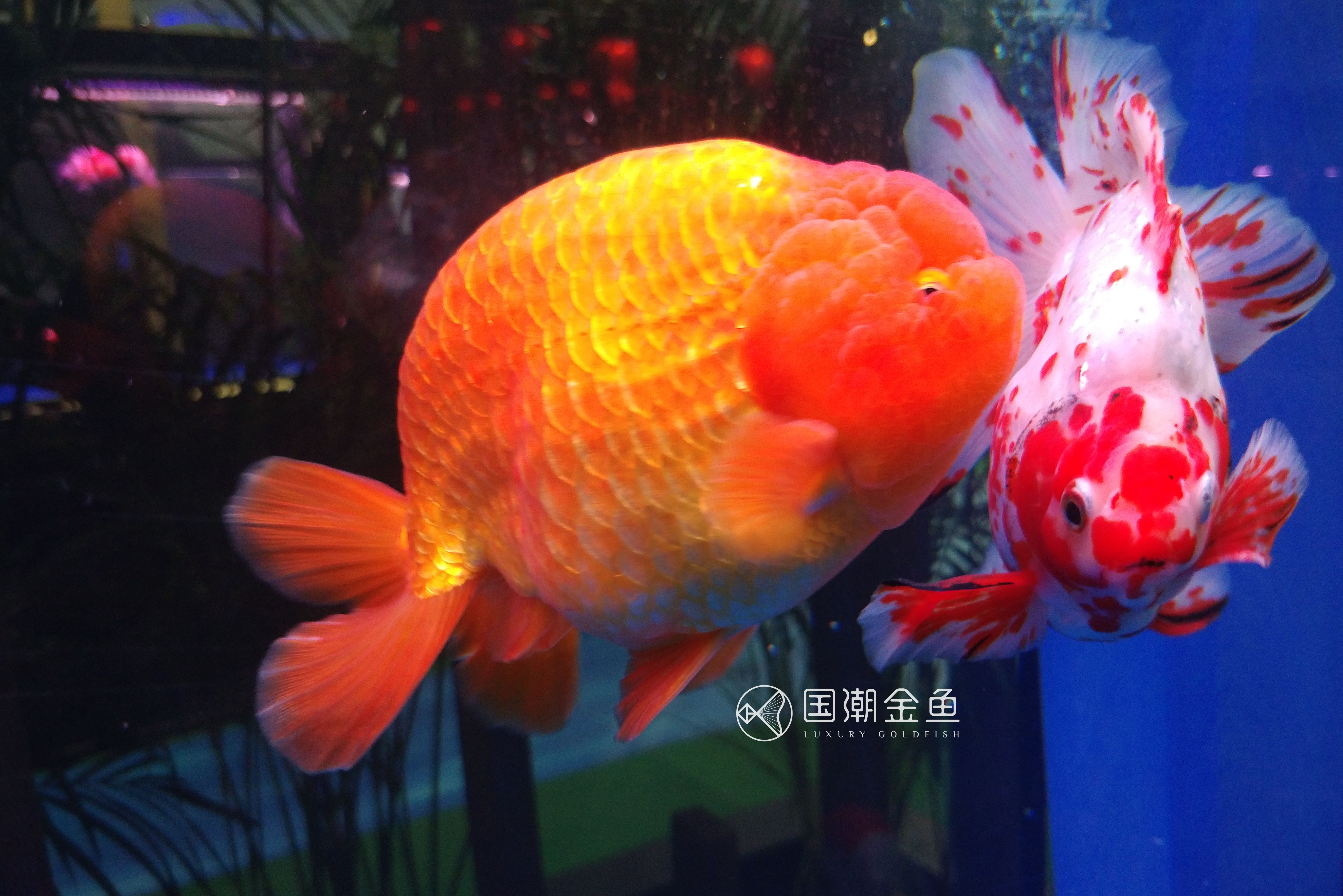 中国金鱼历史简介,中国金鱼鉴赏与文化