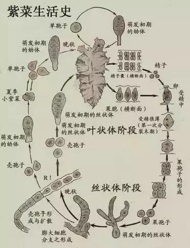海苔和紫菜，到底是不是一种东西？
