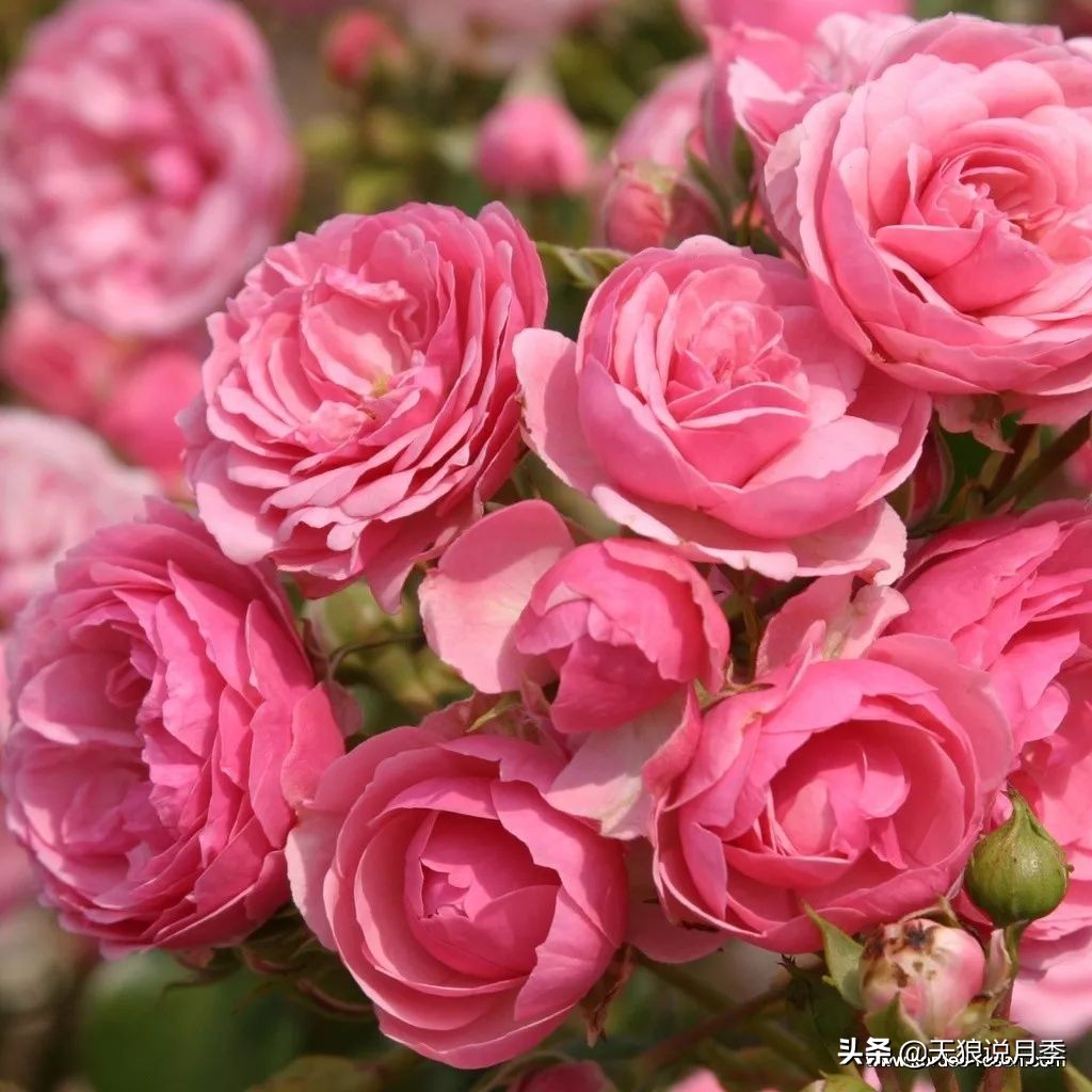 四月最浪漫的蔷薇花,最浪漫的四月花