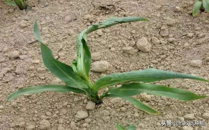 玉米心叶卷曲了，还能捋直吗？