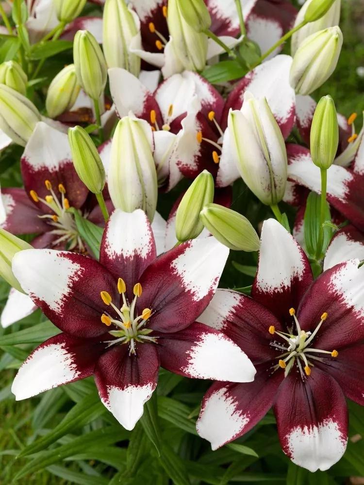 百合怎么样养得更持久,百合新手