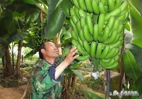 疆优质特产,盘点十大新疆的特产