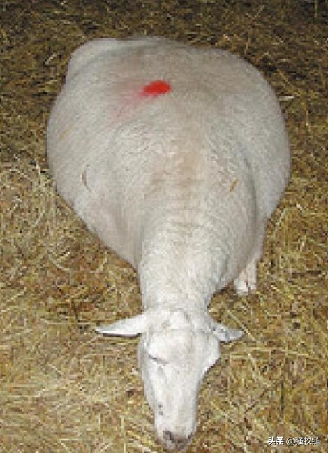 大羊产前瘫痪怎么治,羊产前怎么预防瘫痪