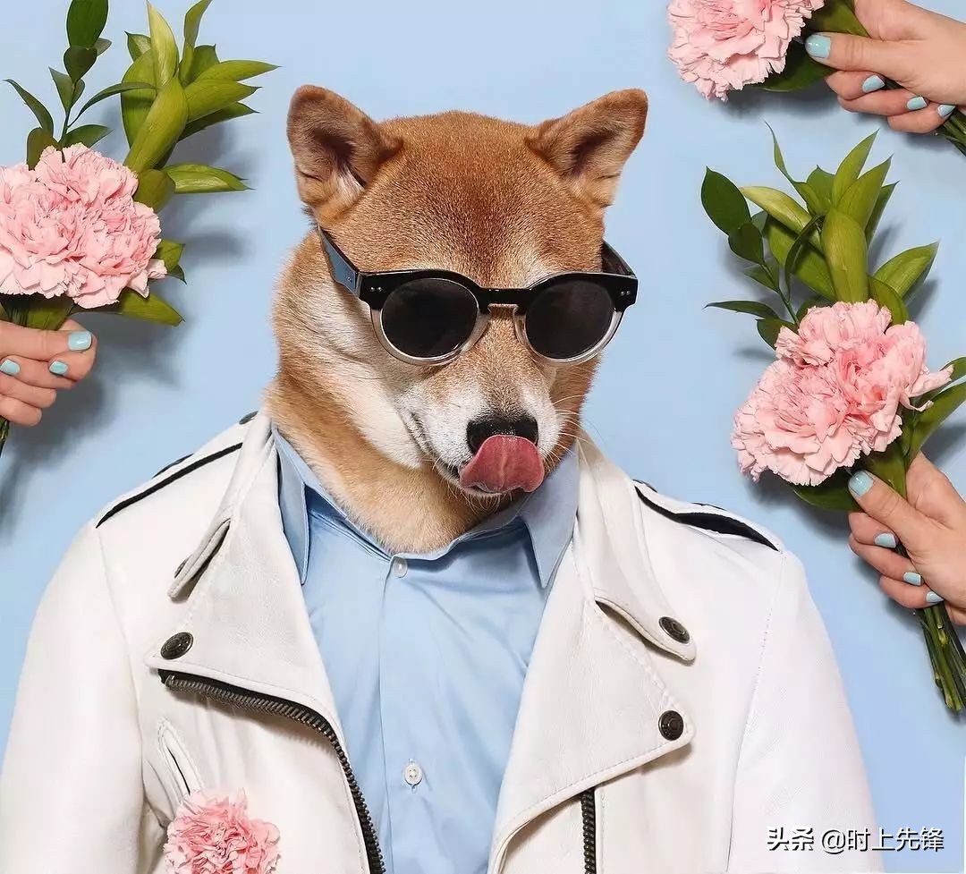 当狗狗穿上服装有多帅,当狗狗照镜子后发现自己是一只狗