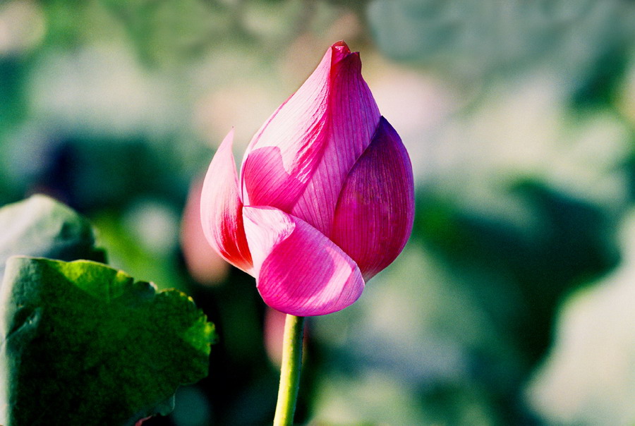 婚姻如一本书,居家过日子的妻子