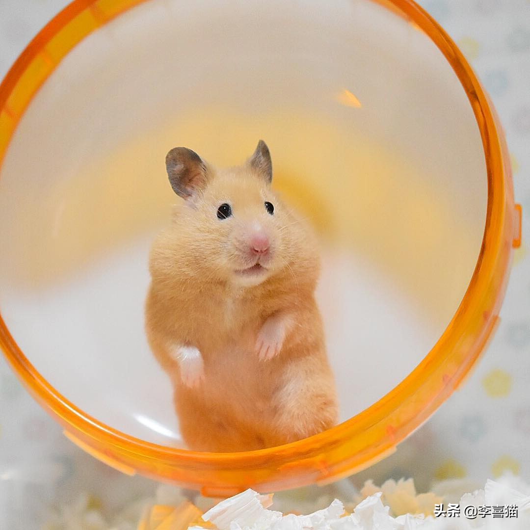 怎么养仓鼠才不会让它无聊,仓鼠该怎么养它让它熟悉主人
