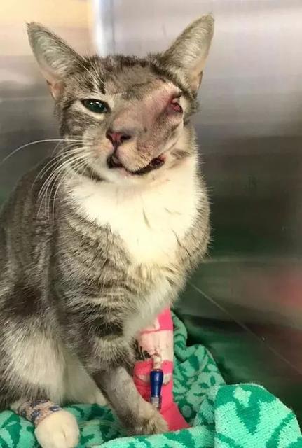 猫咪常见的一些疾病，掌握预防方法和一些简单的治疗