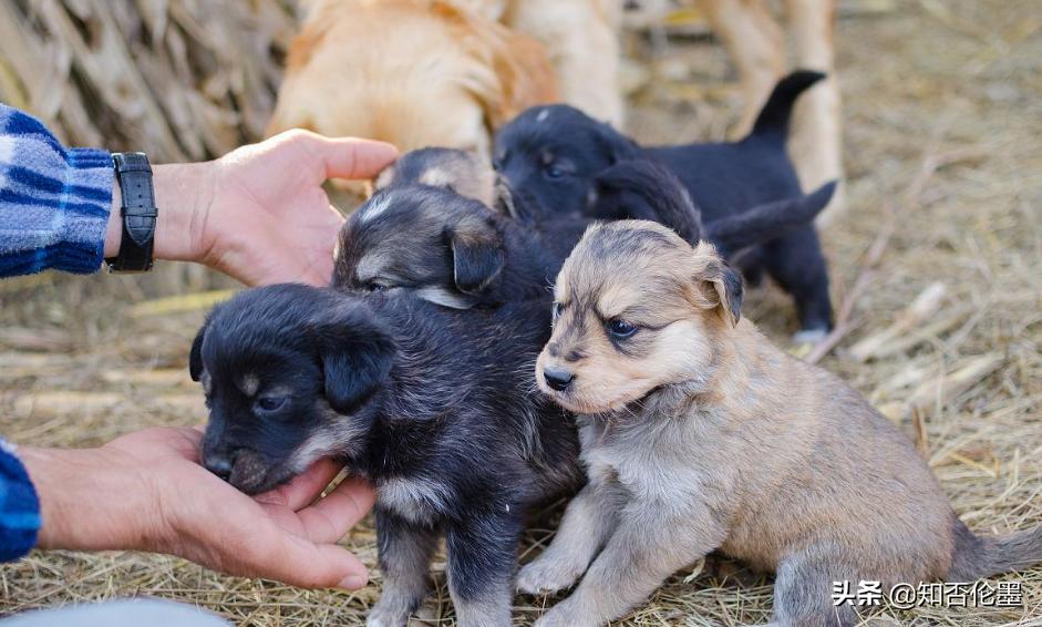 农村养殖什么不愁销路又省事,农村养什么投资小好养利润快