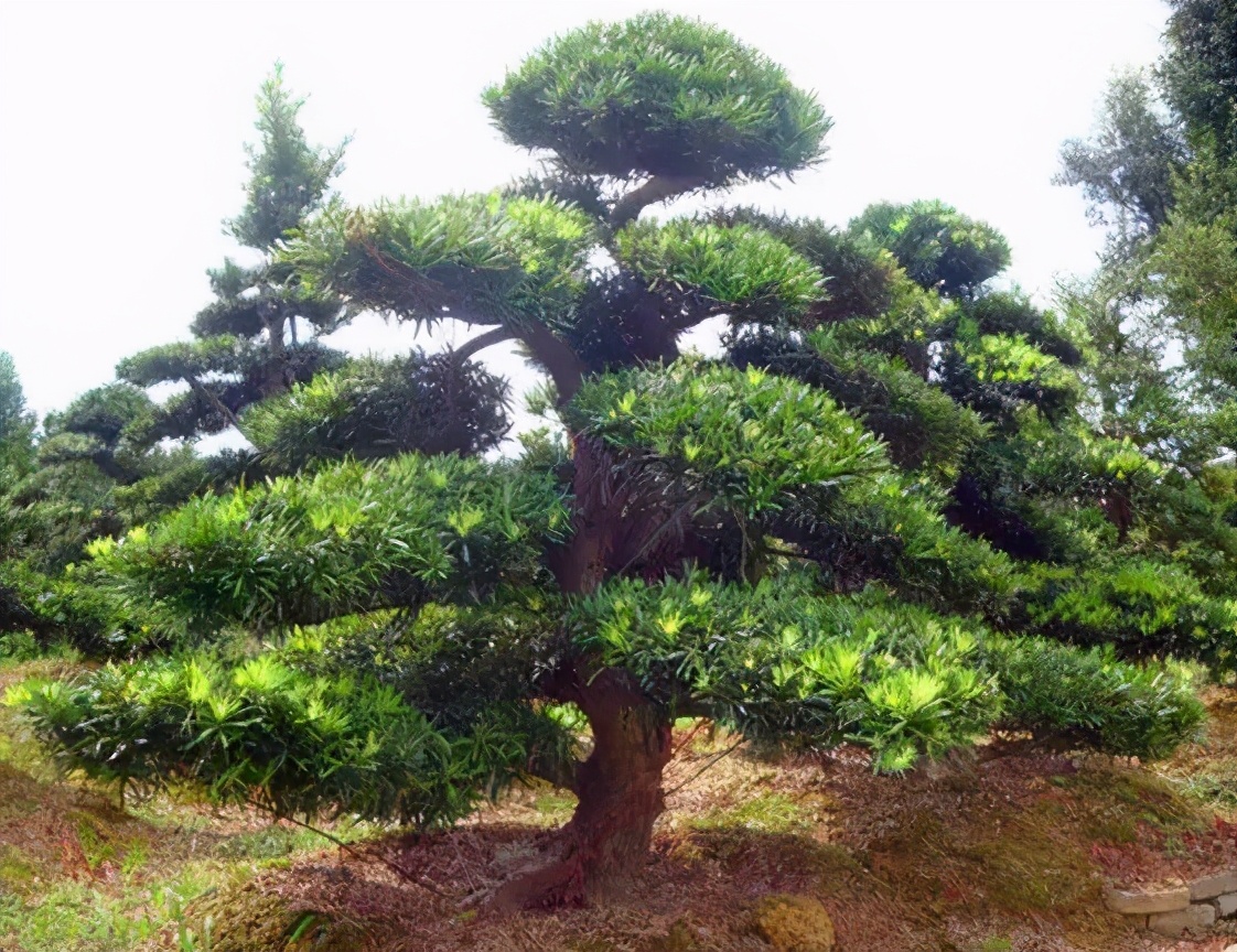 2022年最值钱紧缺的苗木是啥,什么苗木最值钱又好养