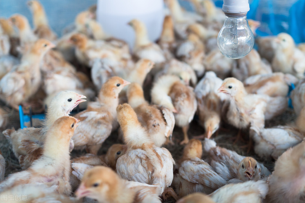 为什么农村要把公鸡阉了,在农村为啥很多公鸡会被阉