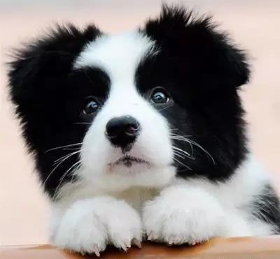 各种狗狗身价排名,各种狗的待遇对照表