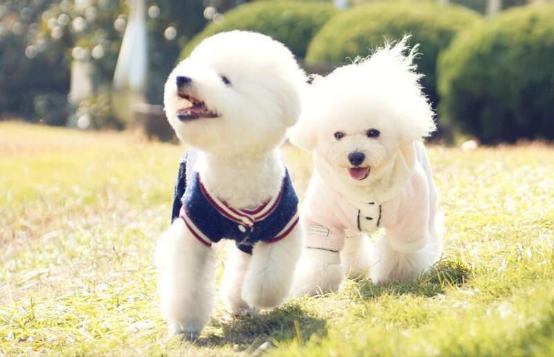 比熊狗狗体重对照表,比熊年龄对照表