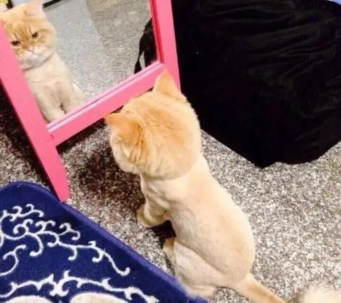 猫毛梳毛神器推荐,去猫毛神器推荐实测有效第一