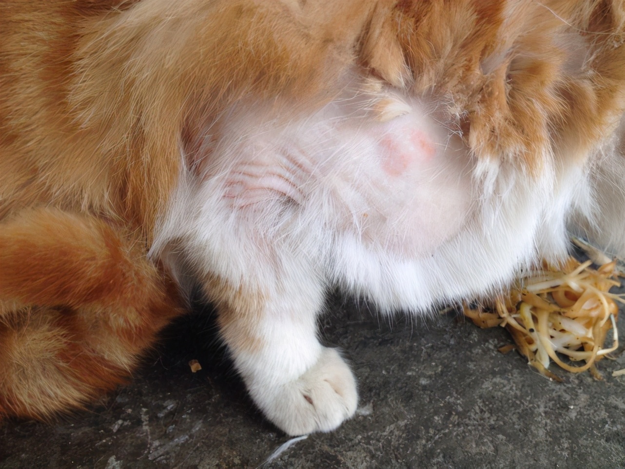 脱发只困扰人类吗?鲸鱼:谁来拯救我稀疏的毛发?