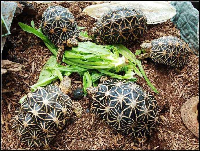 牢底坐穿系列,养一只就会坐牢,快看下你家有没有这些乌龟