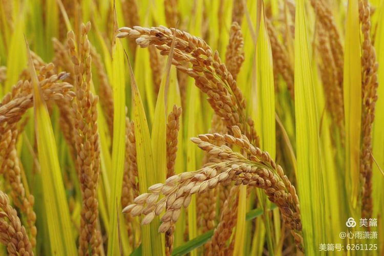 白凡逸志在线阅读,一个韩国人眼里的中国