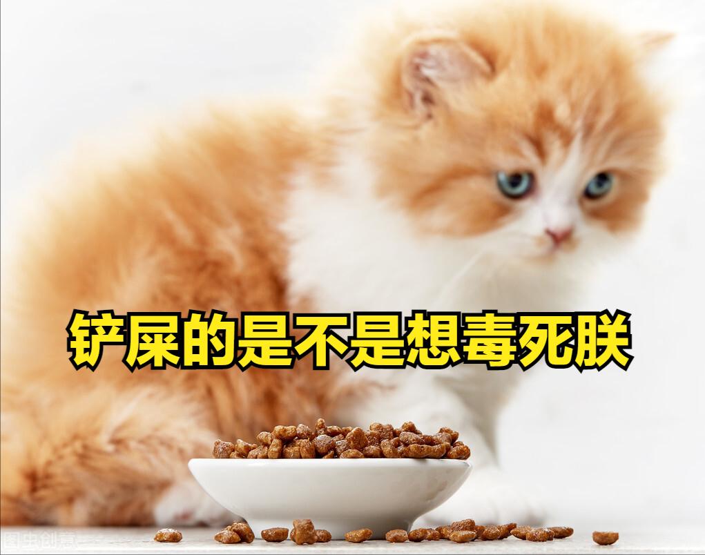 养猫人过年回家应该准备些什么,养猫前需要买些什么