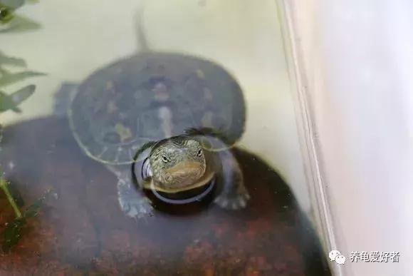 家养中华花龟怎么养,中华花龟新手饲养多少厘米的