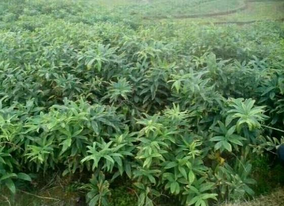 农村经常看见的一种洋姜,洋姜有哪些地方用得最多