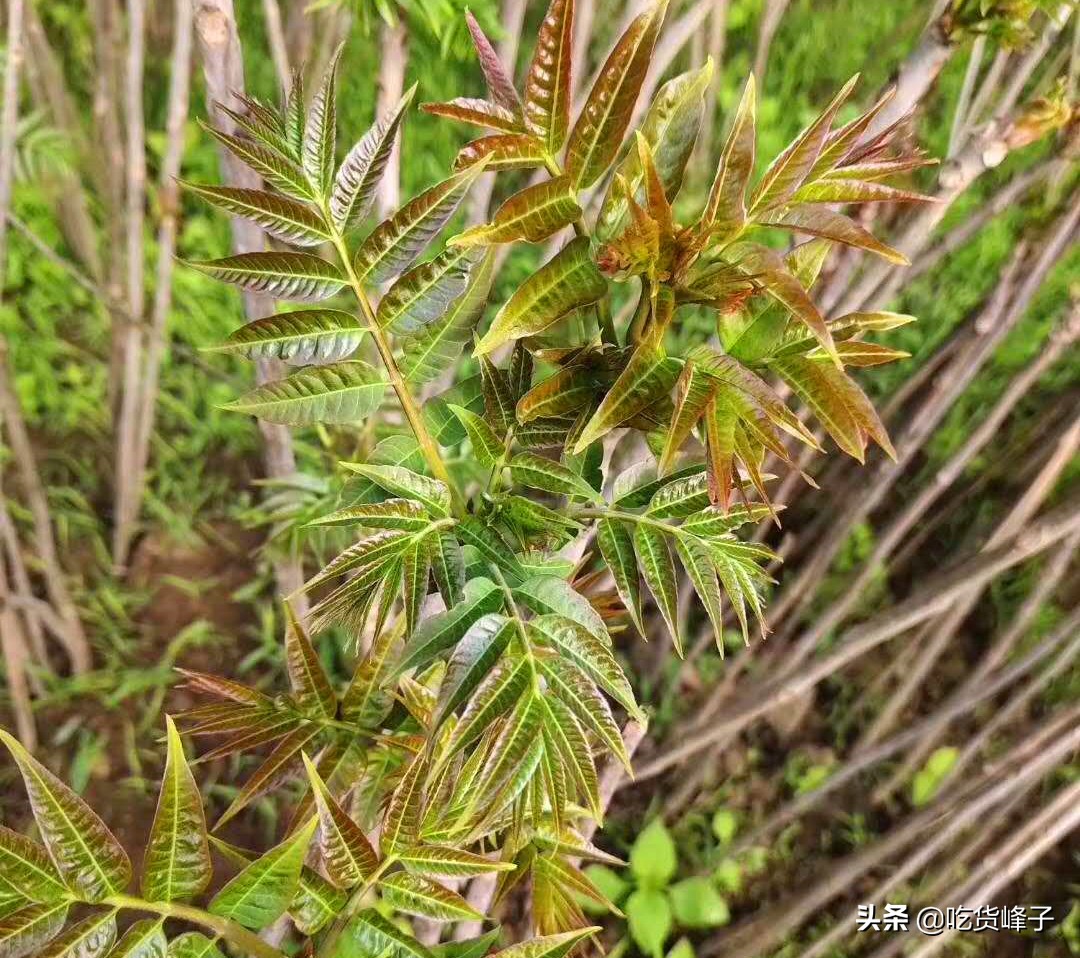 怎么区分香椿和臭椿的区别图,怎么分清香椿和臭椿的区别图片