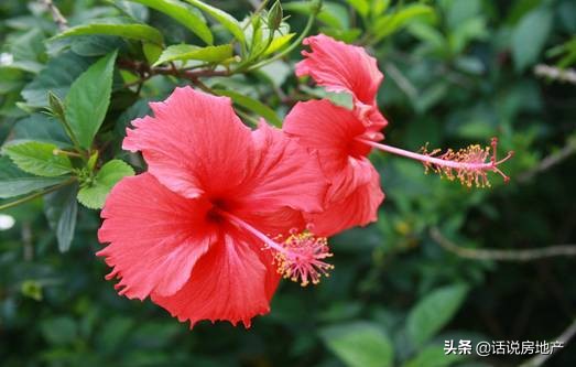 养好花六大关键十年养花经验总结,各种花卉养花技巧知识大全合集