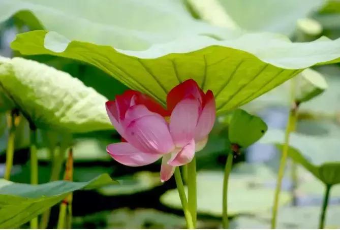 全国十大最佳赏荷好去处,沈阳赏荷花攻略