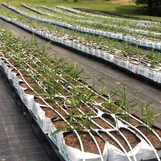 如何在美国种植生姜,露台生姜种植方法图解