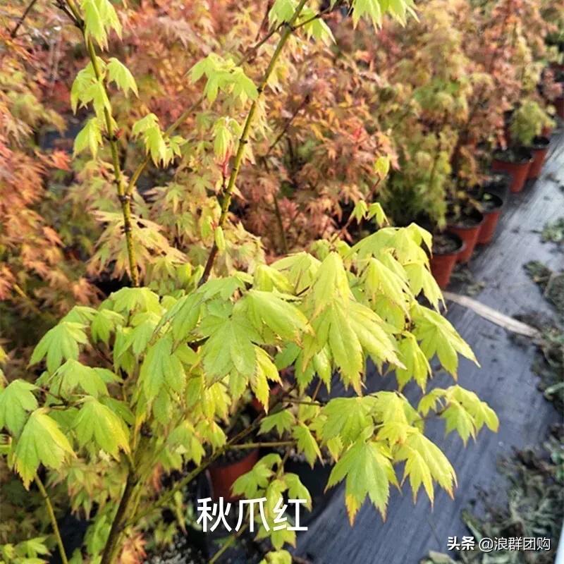 中式庭院藤类植物,枫树和紫藤