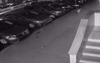 鏅氫笂瀹堕噷杩涗簡涓嶆槑鐢熺墿,鐢峰瓙鍗婂鍥炲閬囦笂涓嶆槑鐢熺墿