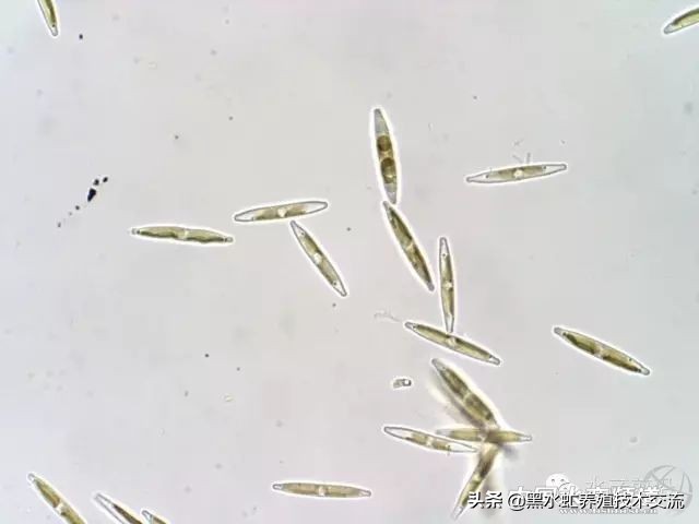 100种水产藻类,水产藻类图谱及名称