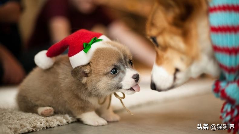 家里狗狗打架如何处理,家里的狗狗总是打架怎么办