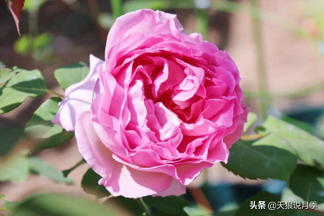 月季花是时候展现真正的技术了 (开春的第一波月季花就这么过去了)