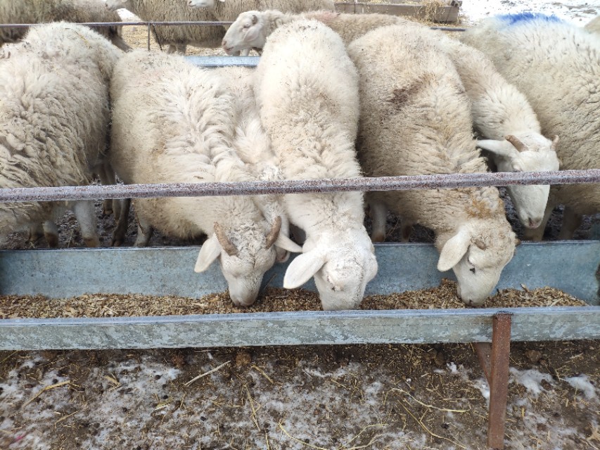 都说羊群感染布病很难缠,养羊人如何应对,兽医告诉你