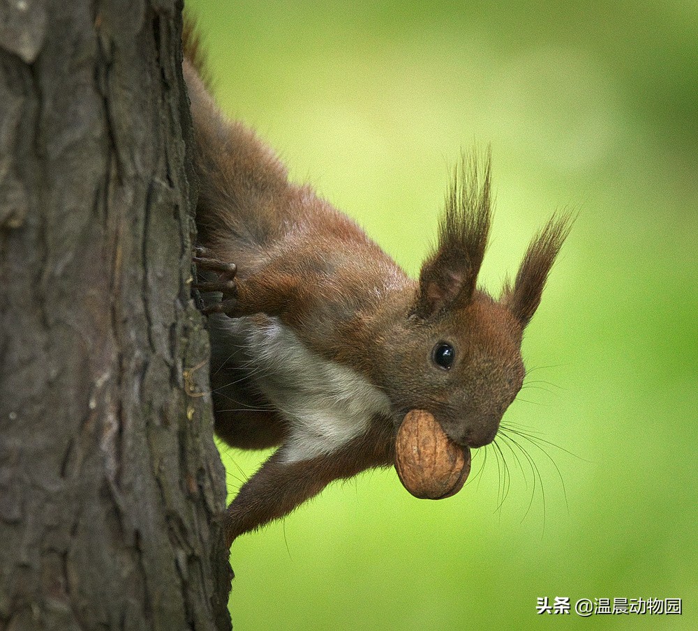 萌宠魔王松鼠,新手饲养魔王松鼠需要注意什么