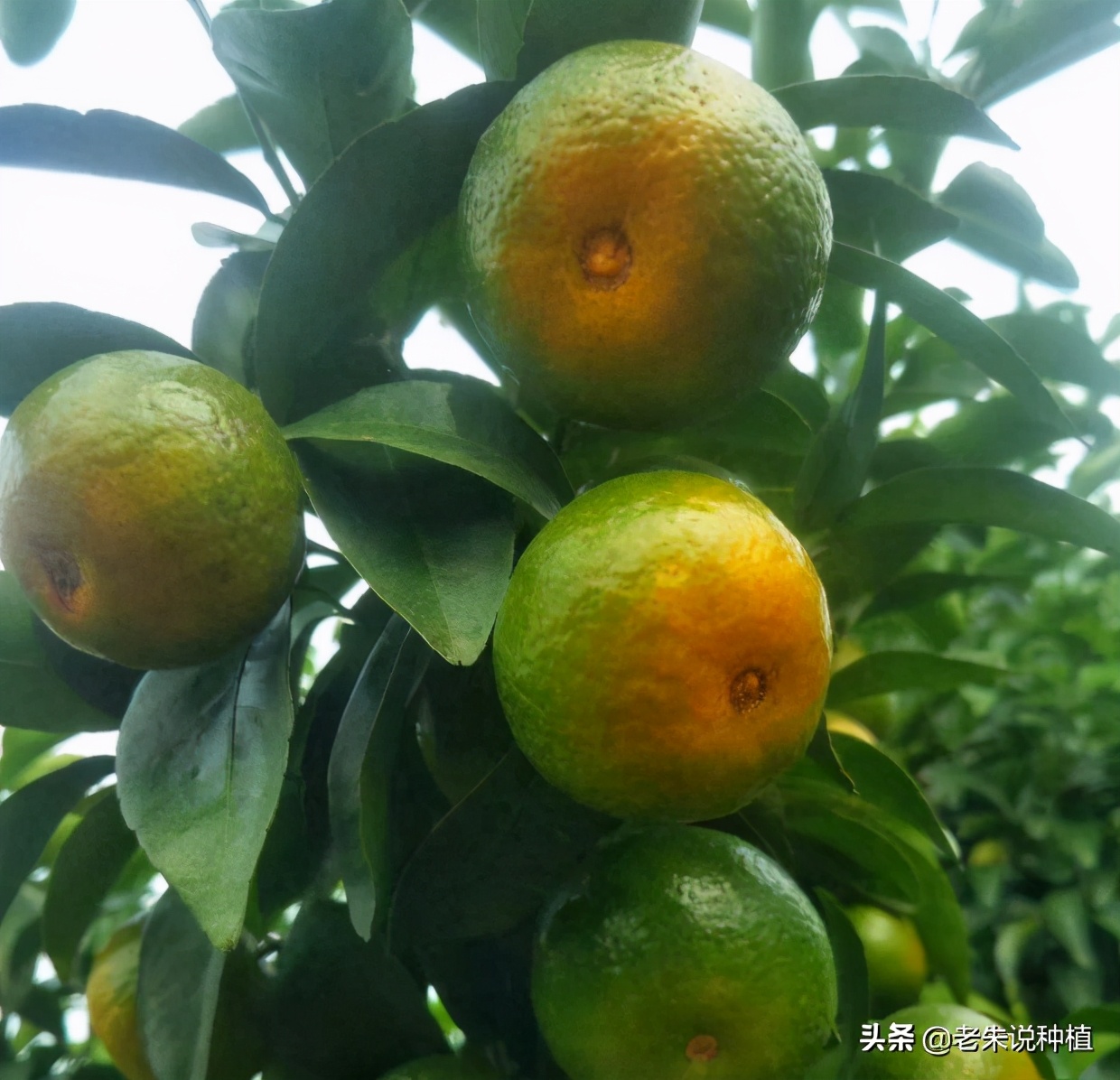 辛苦一年，柑橘不能让脸肿浮皮，一锅端