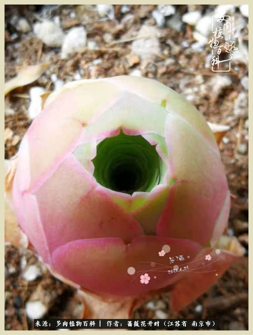 又见颜的妩媚，色的诱惑！这些山地玫瑰礼盒惊艳了眼眸