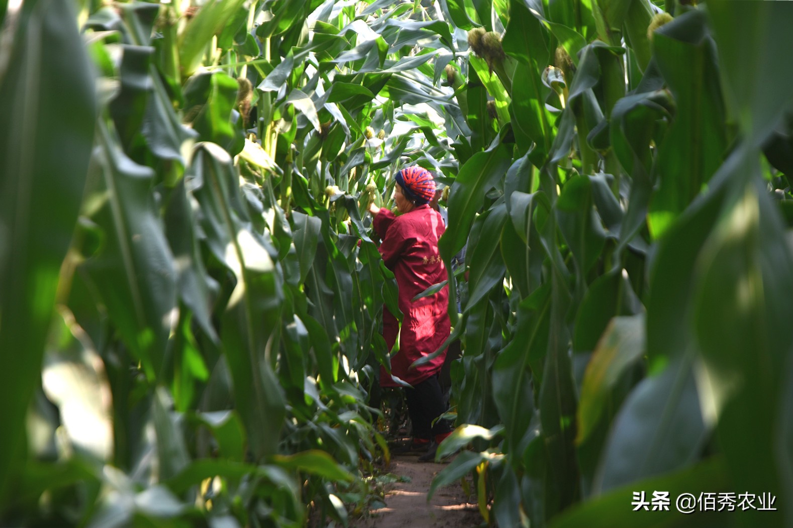 50亩田种萝卜一年多少成本,沙地种萝卜1亩赚多少钱