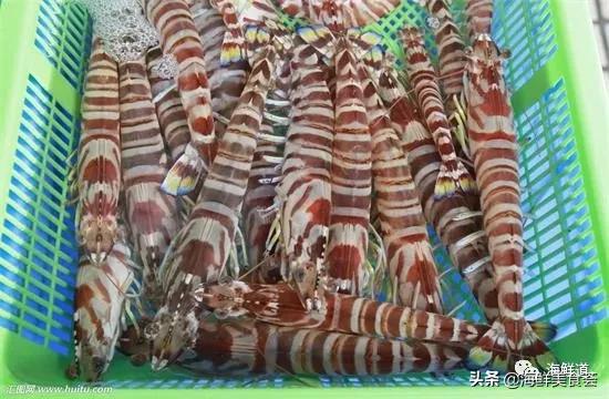 102种海鲜,营养丰富的海鲜有哪些品种